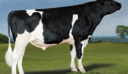 New number one proven sire transmits udder health and protein